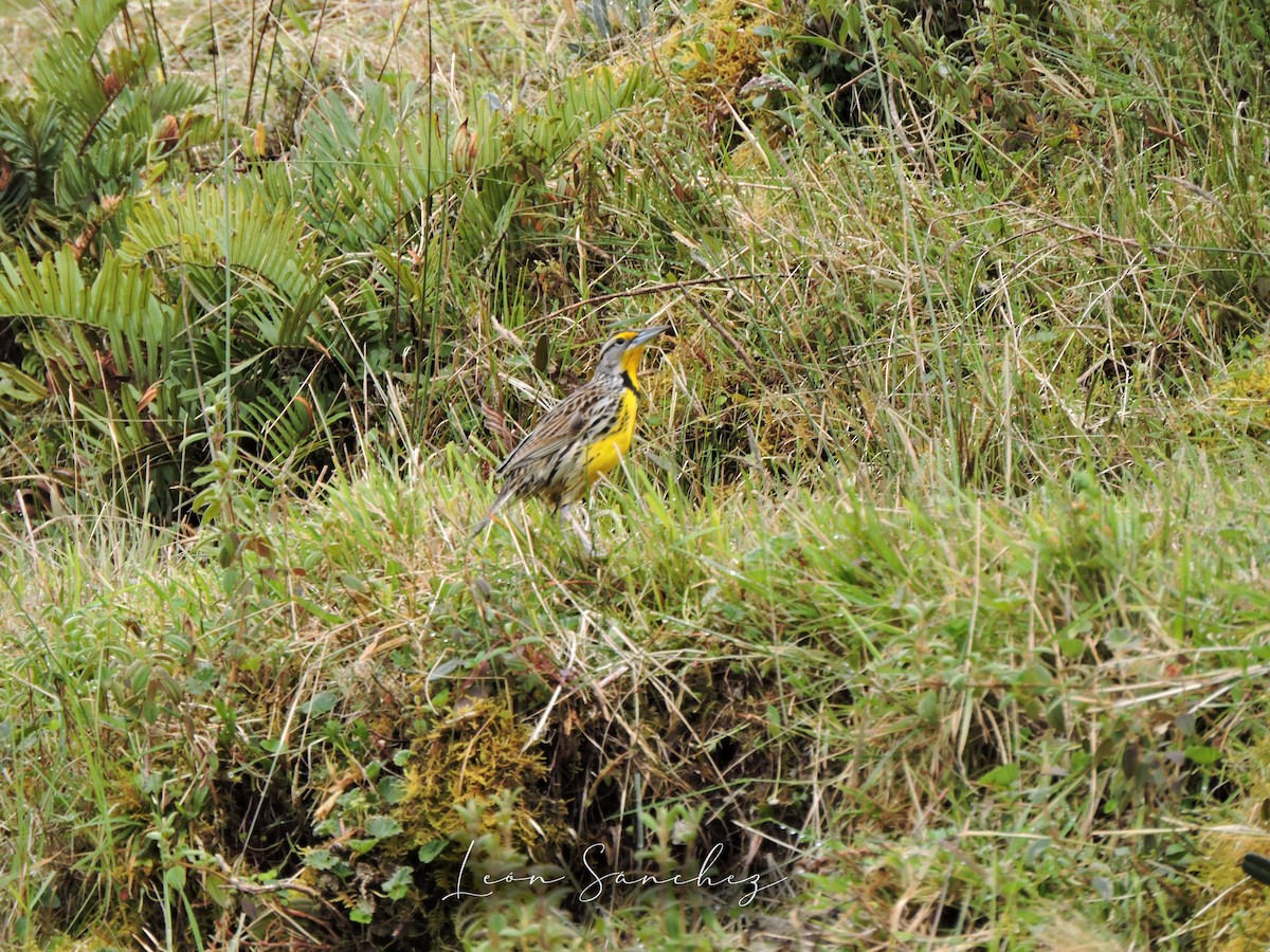 Eastern Meadowlark - ML641461399