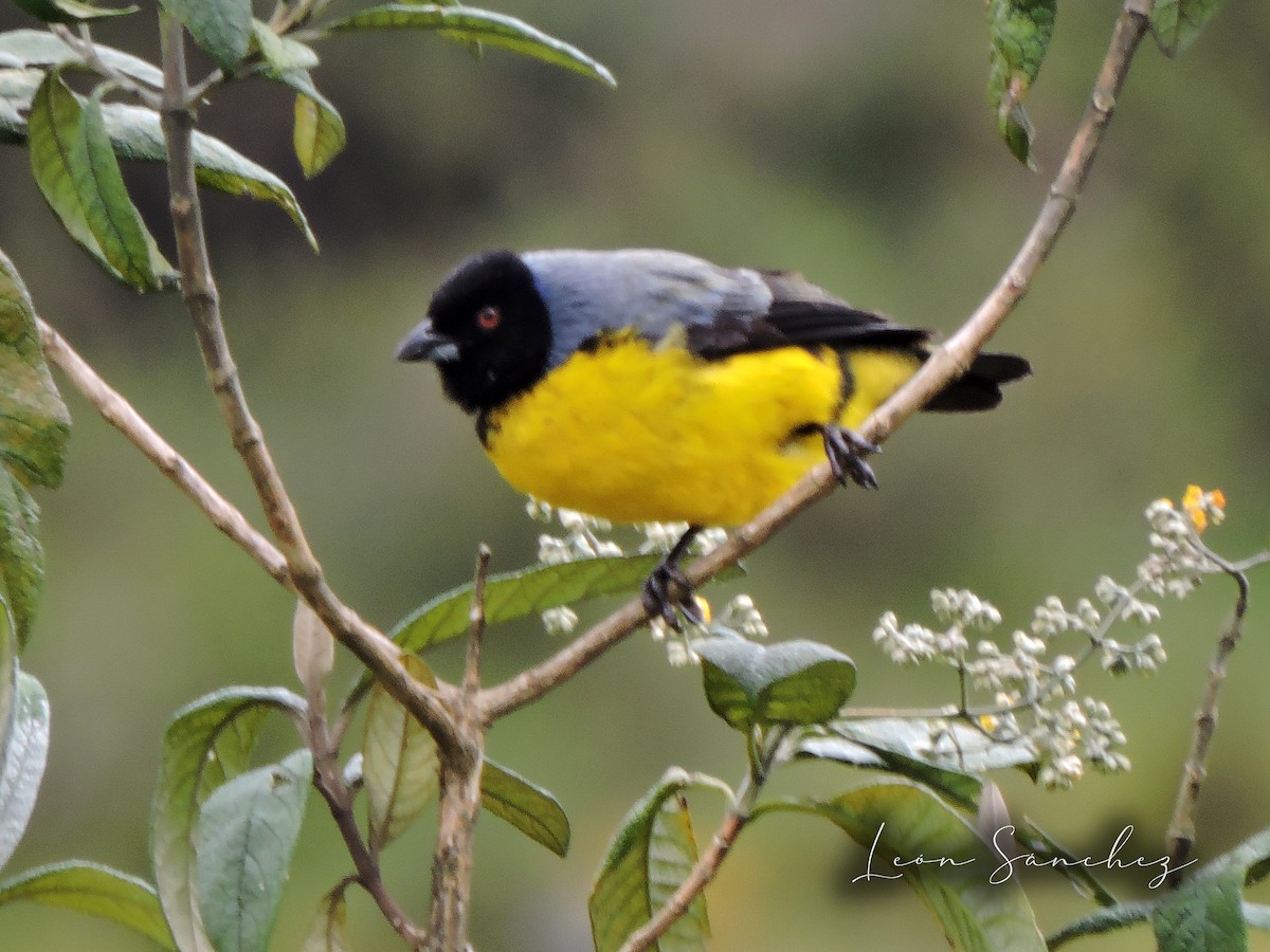 Hooded Mountain Tanager - ML641461427