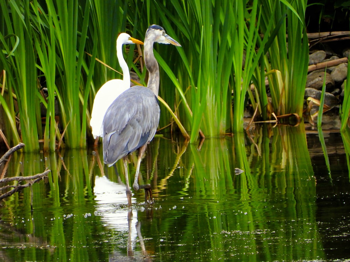 Great Egret - ML641461428