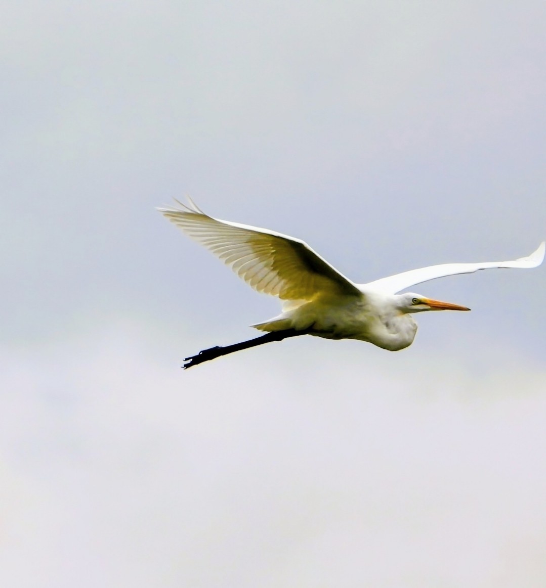 Great Egret - ML641461430