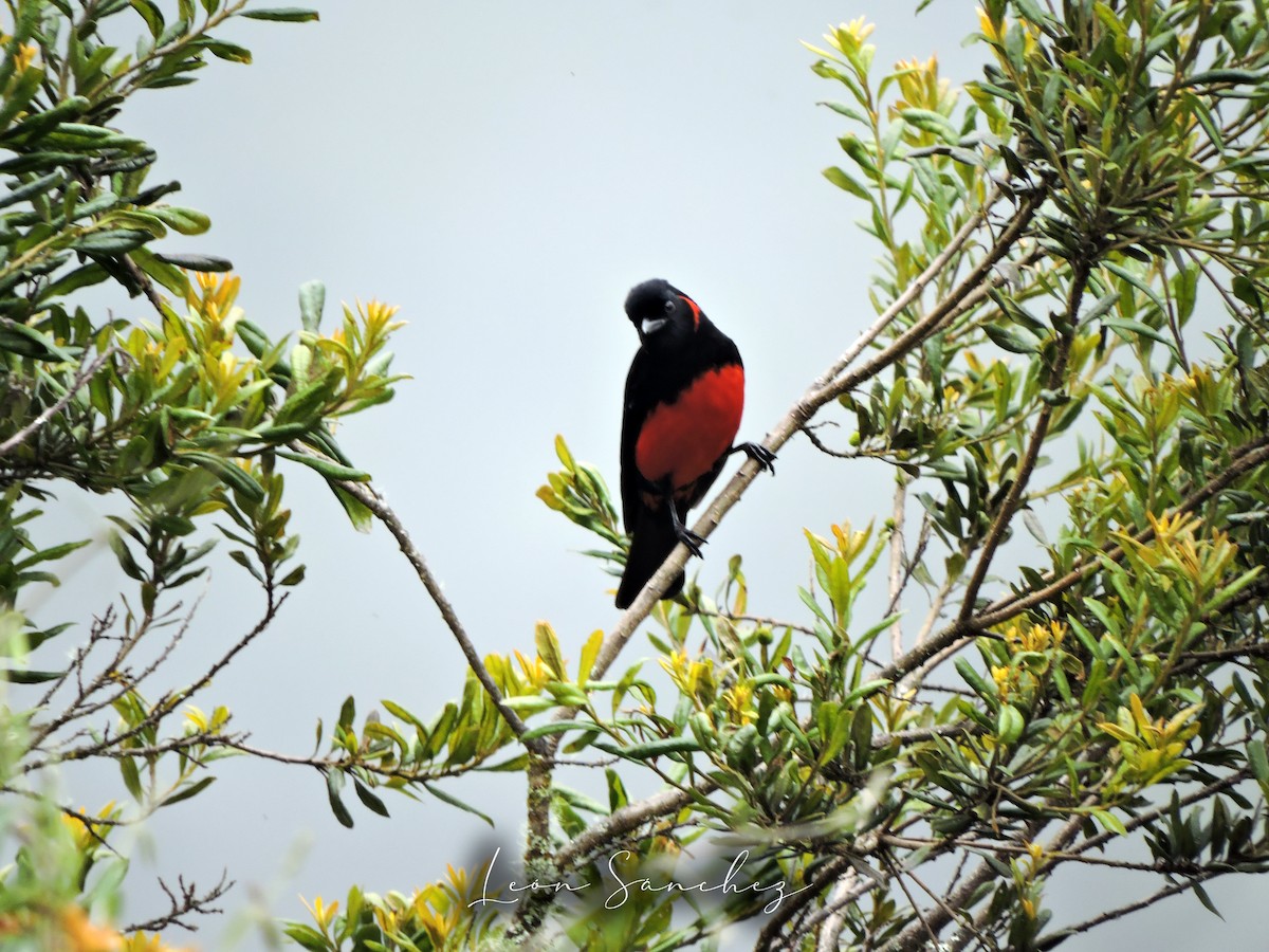 Scarlet-bellied Mountain Tanager - ML641461431
