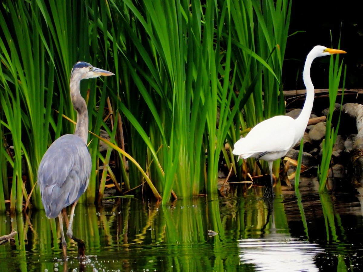 Great Egret - ML641461432