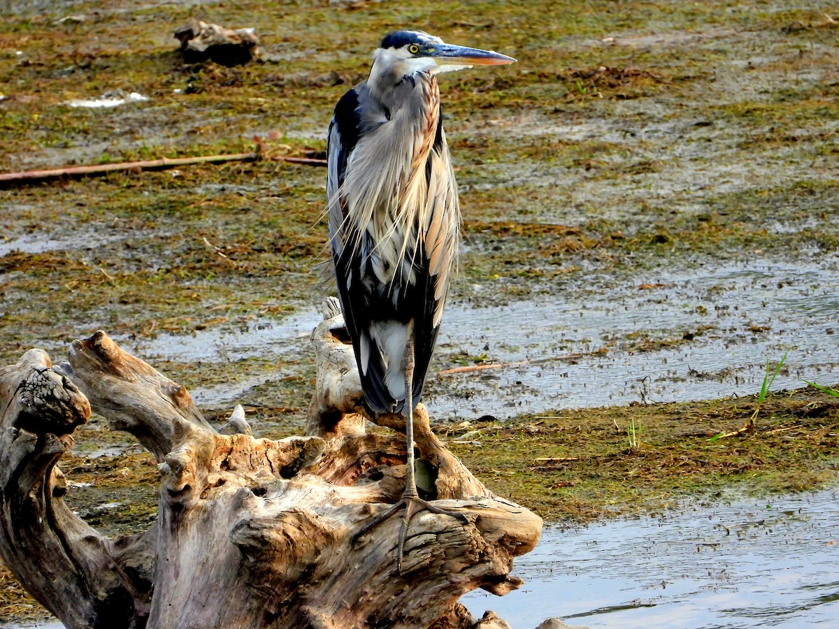 Great Blue Heron - ML641461447