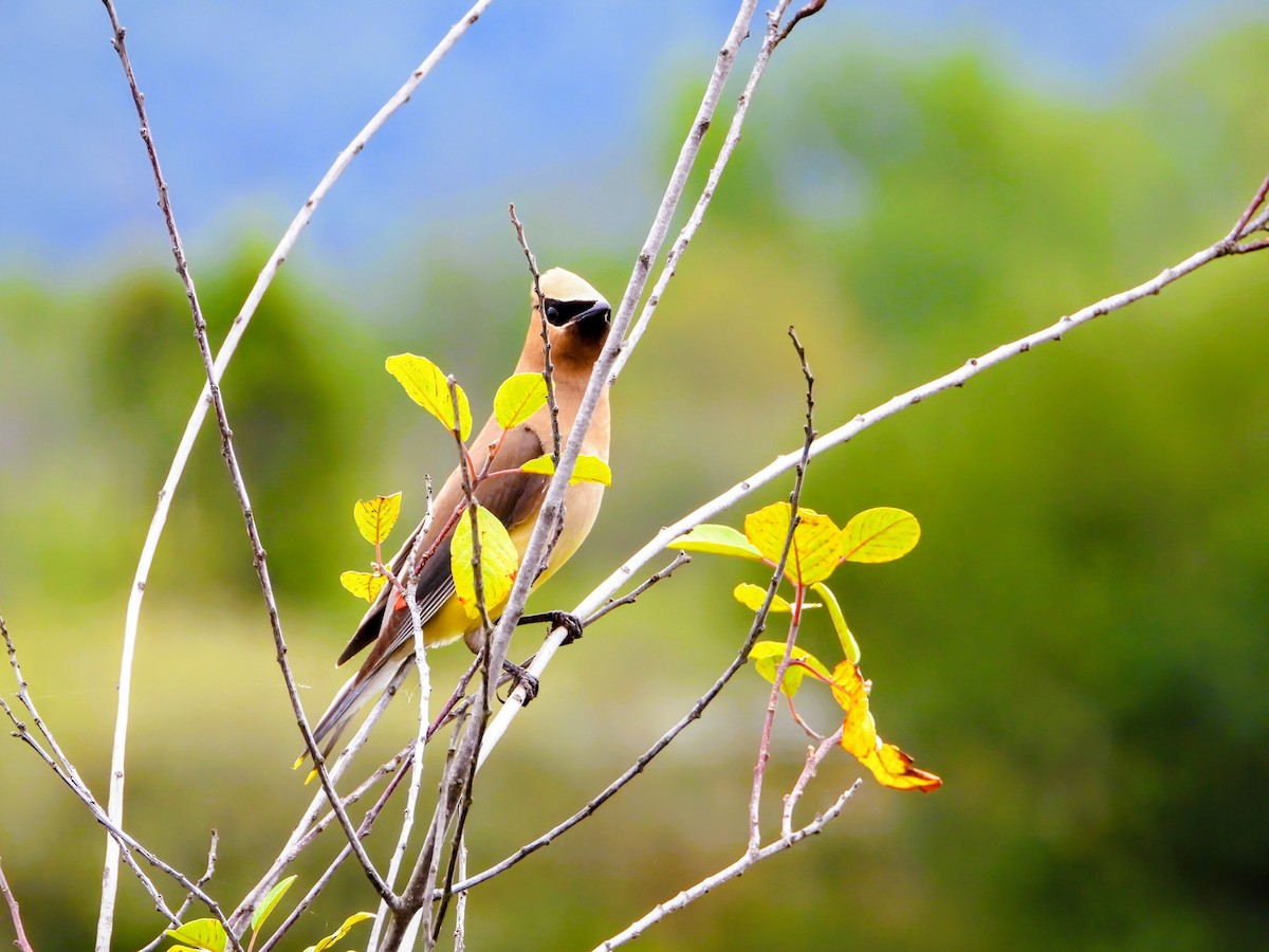 Cedar Waxwing - ML641461454