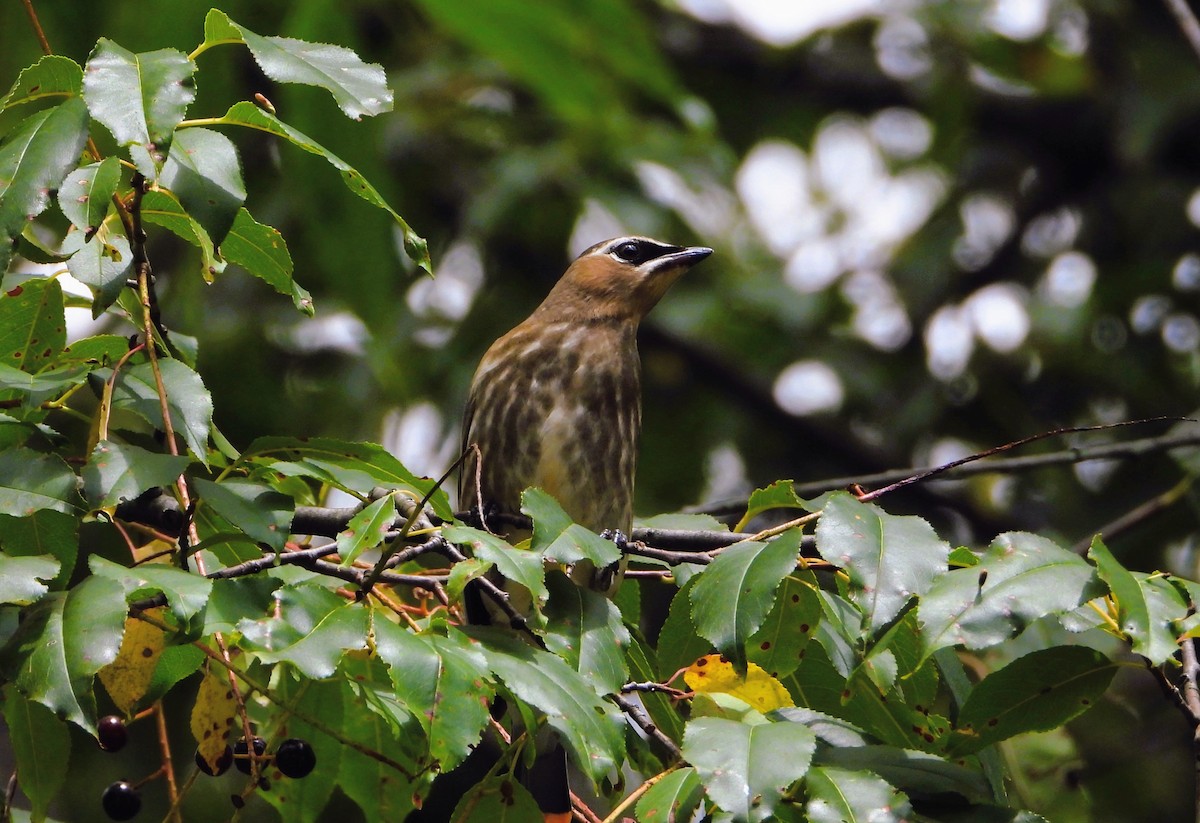 Cedar Waxwing - ML641461473