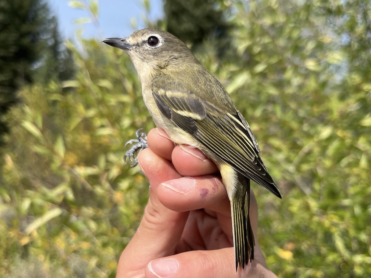 Cassin's Vireo - ML641461479