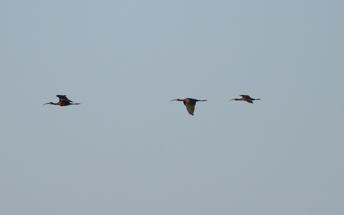 Glossy/White-faced Ibis - ML641461510