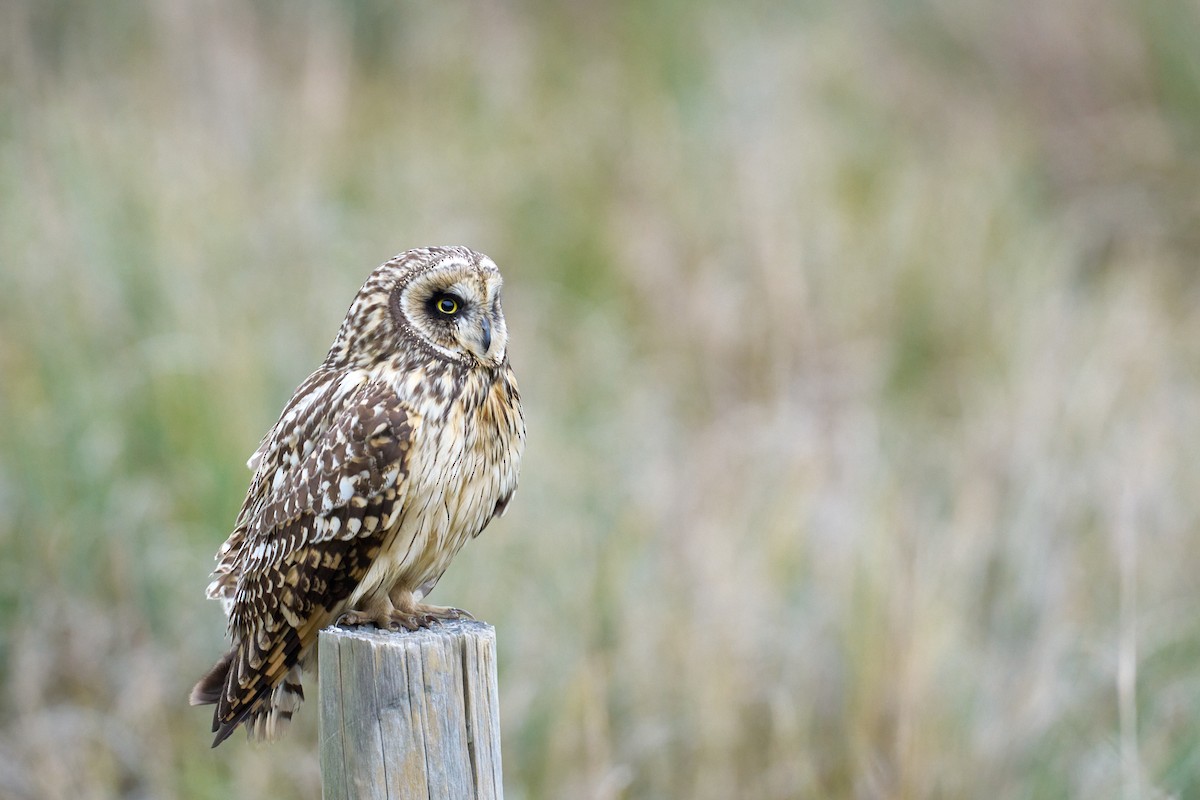 Short-eared Owl - ML641461526