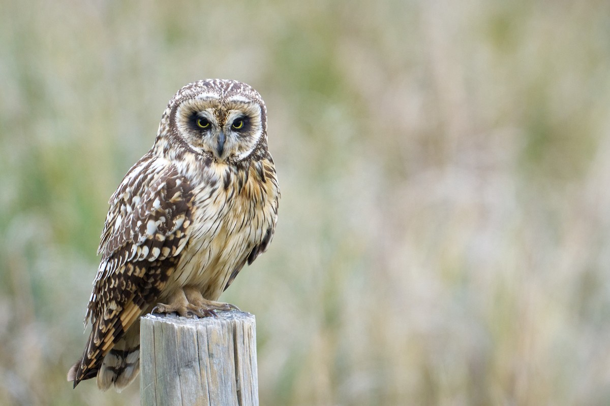 Short-eared Owl - ML641461532
