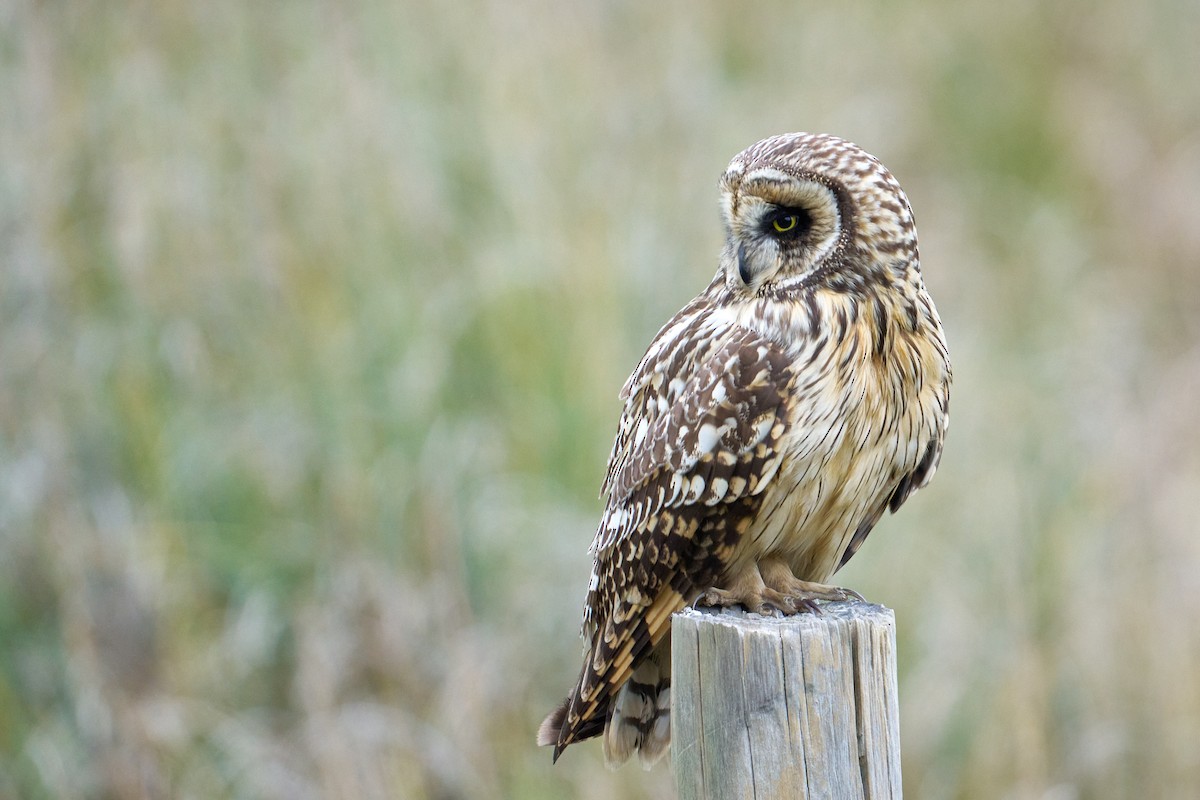 Short-eared Owl - ML641461540