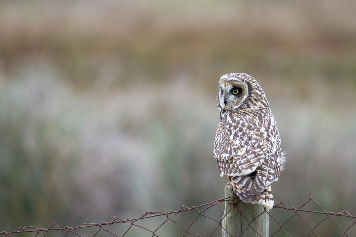 Short-eared Owl - ML641461543