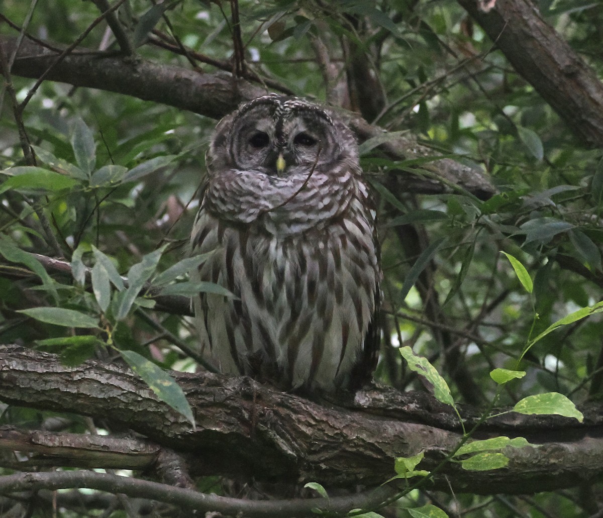 Barred Owl - ML641461594