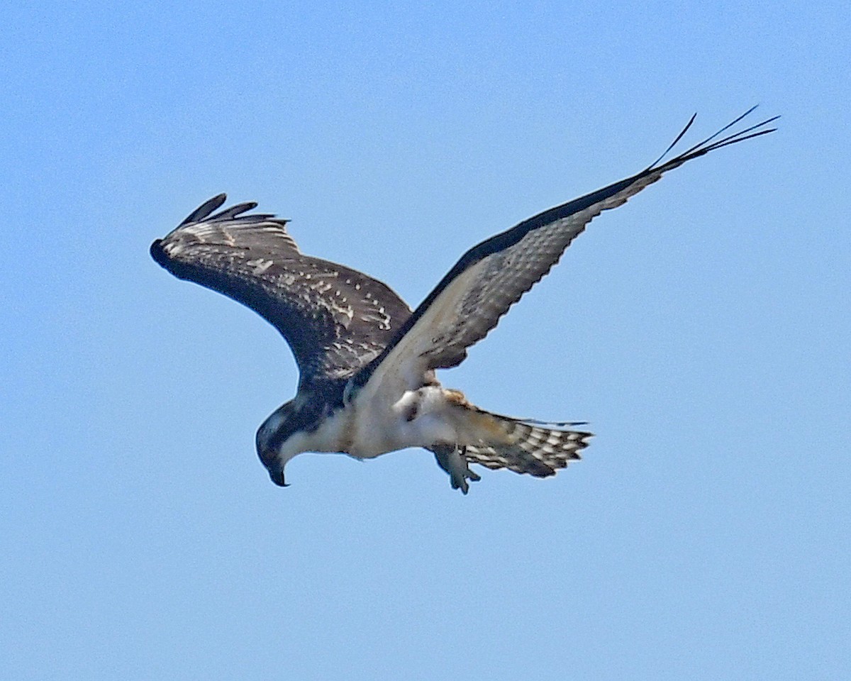 שלך (carolinensis) - ML641461630