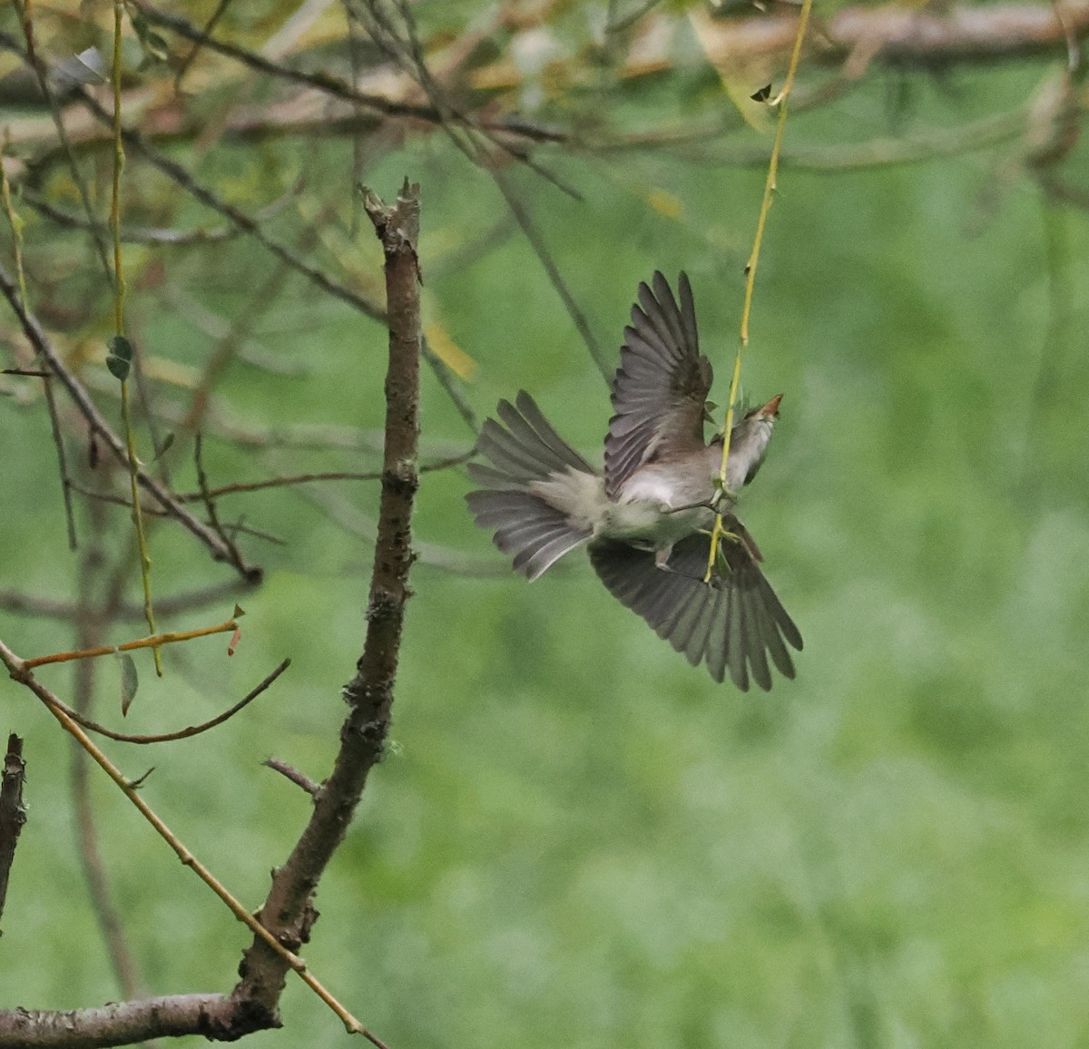 Willow Flycatcher - ML641461632