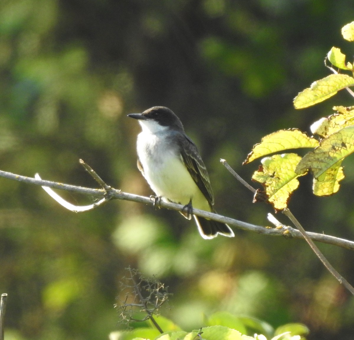 Eastern Kingbird - ML641461654