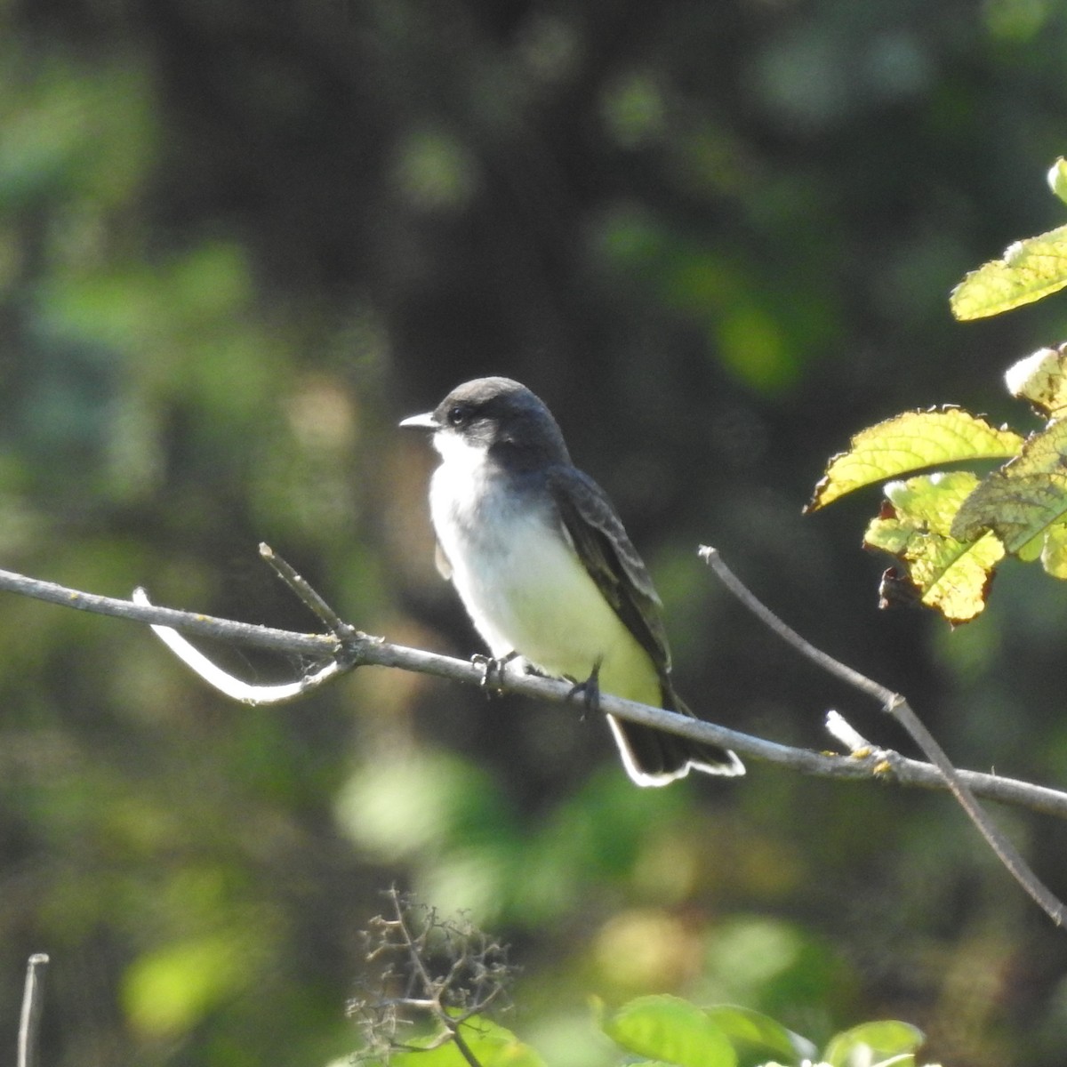 Eastern Kingbird - ML641461661