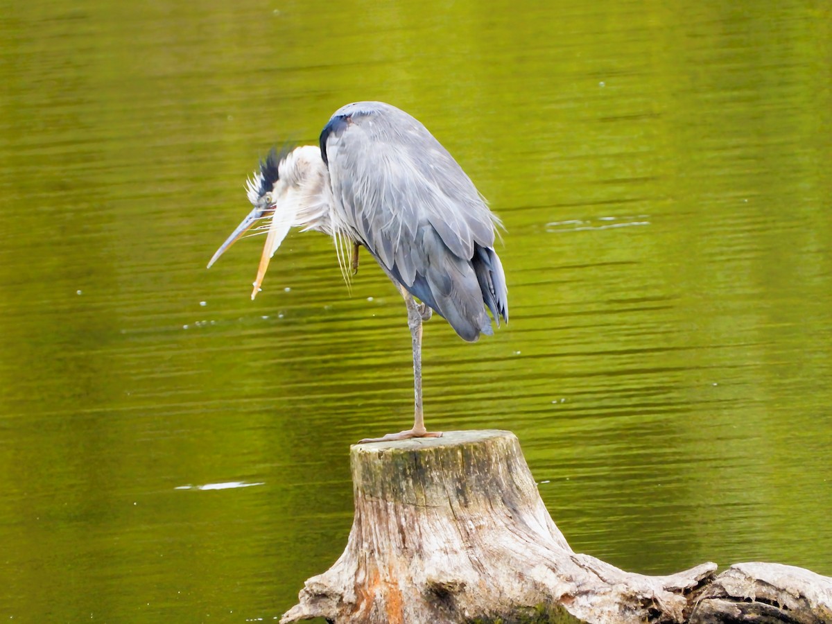 Great Blue Heron - ML641461694