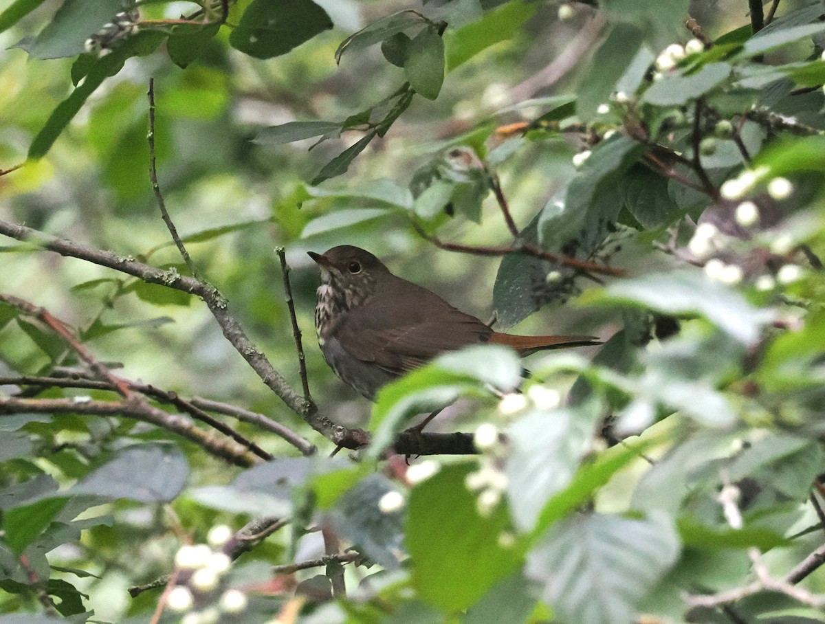 Hermit Thrush - ML641461710