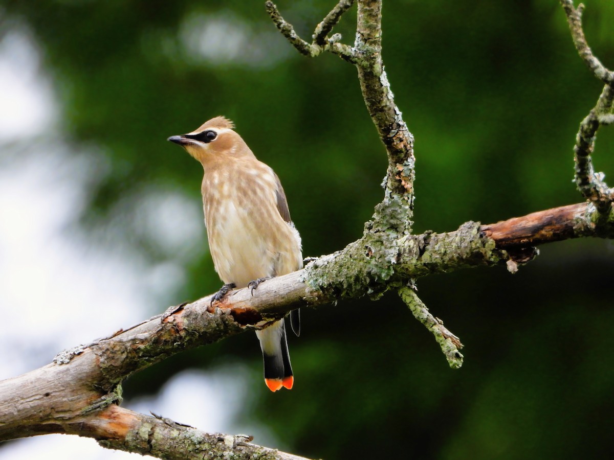 Cedar Waxwing - ML641461716