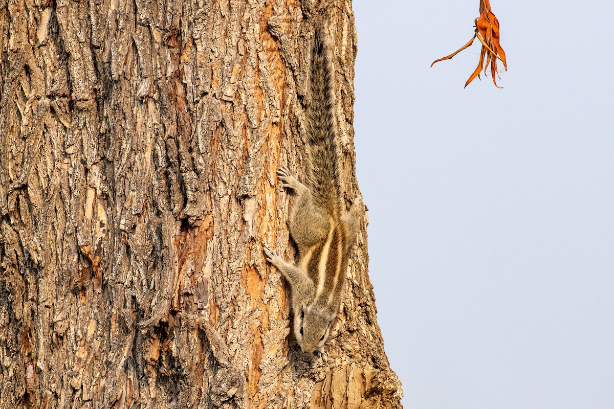 Five-striped Palm Squirrel - ML641461718