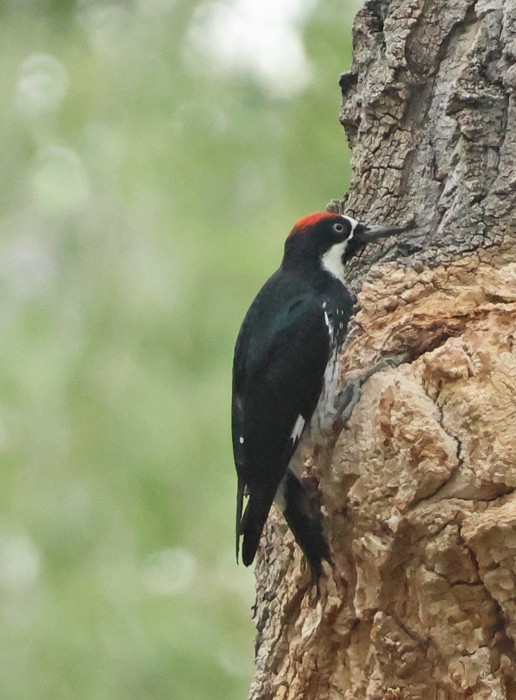 Acorn Woodpecker - ML641461720
