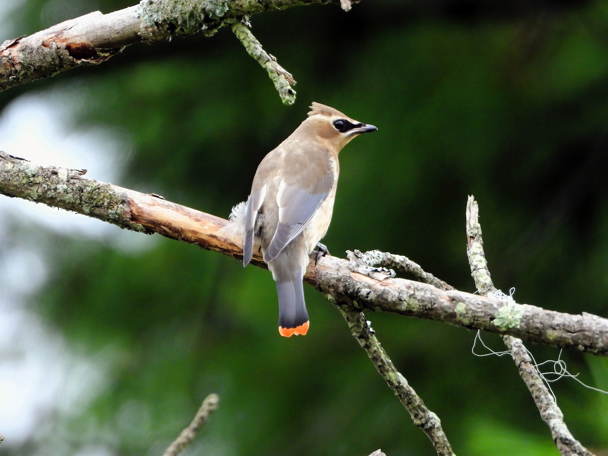 Cedar Waxwing - ML641461725