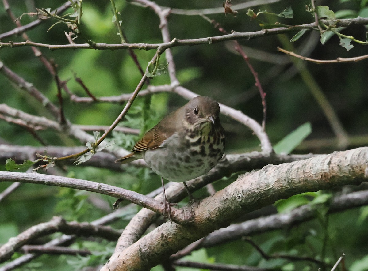 Hermit Thrush - ML641461726