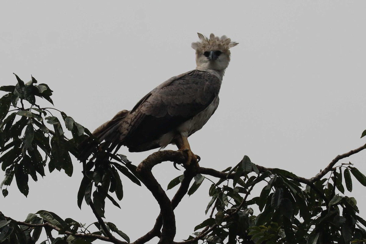 Harpy Eagle - ML641461731