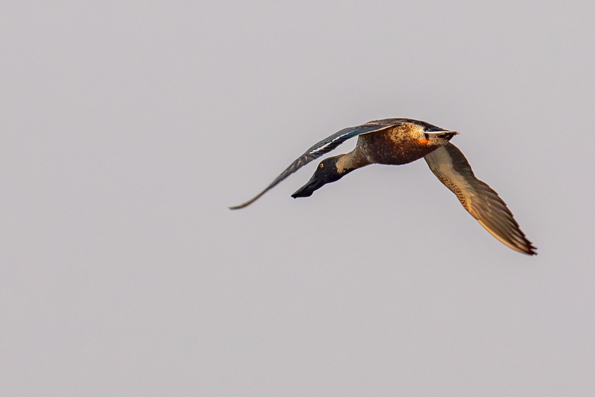 Northern Shoveler - ML641461736
