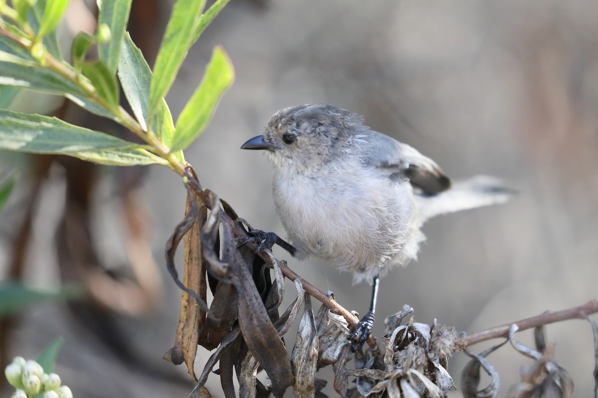Bushtit - ML641461737