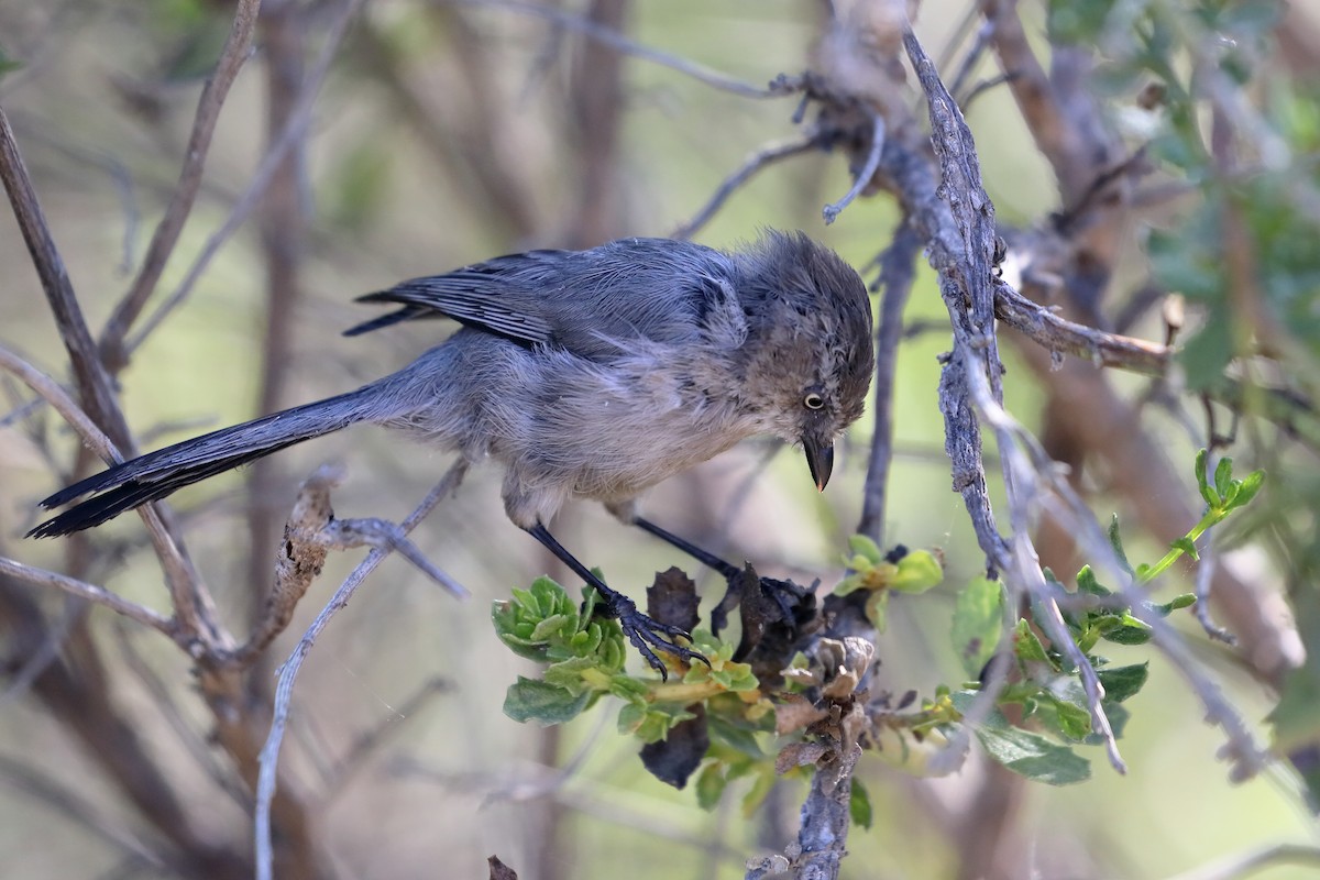 Bushtit - ML641461738