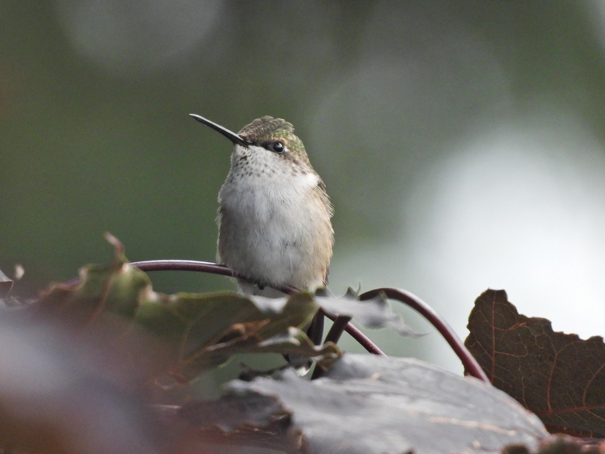 Ruby-throated Hummingbird - ML641461750