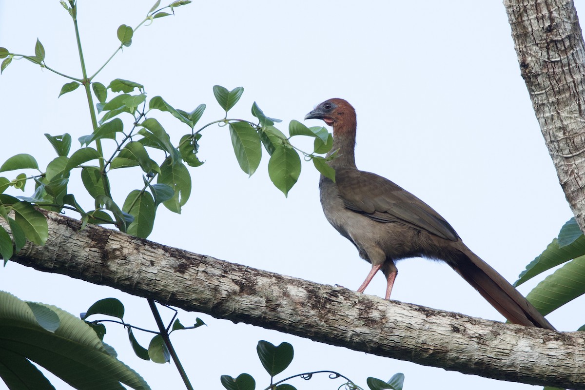 Variable Chachalaca - ML641461752