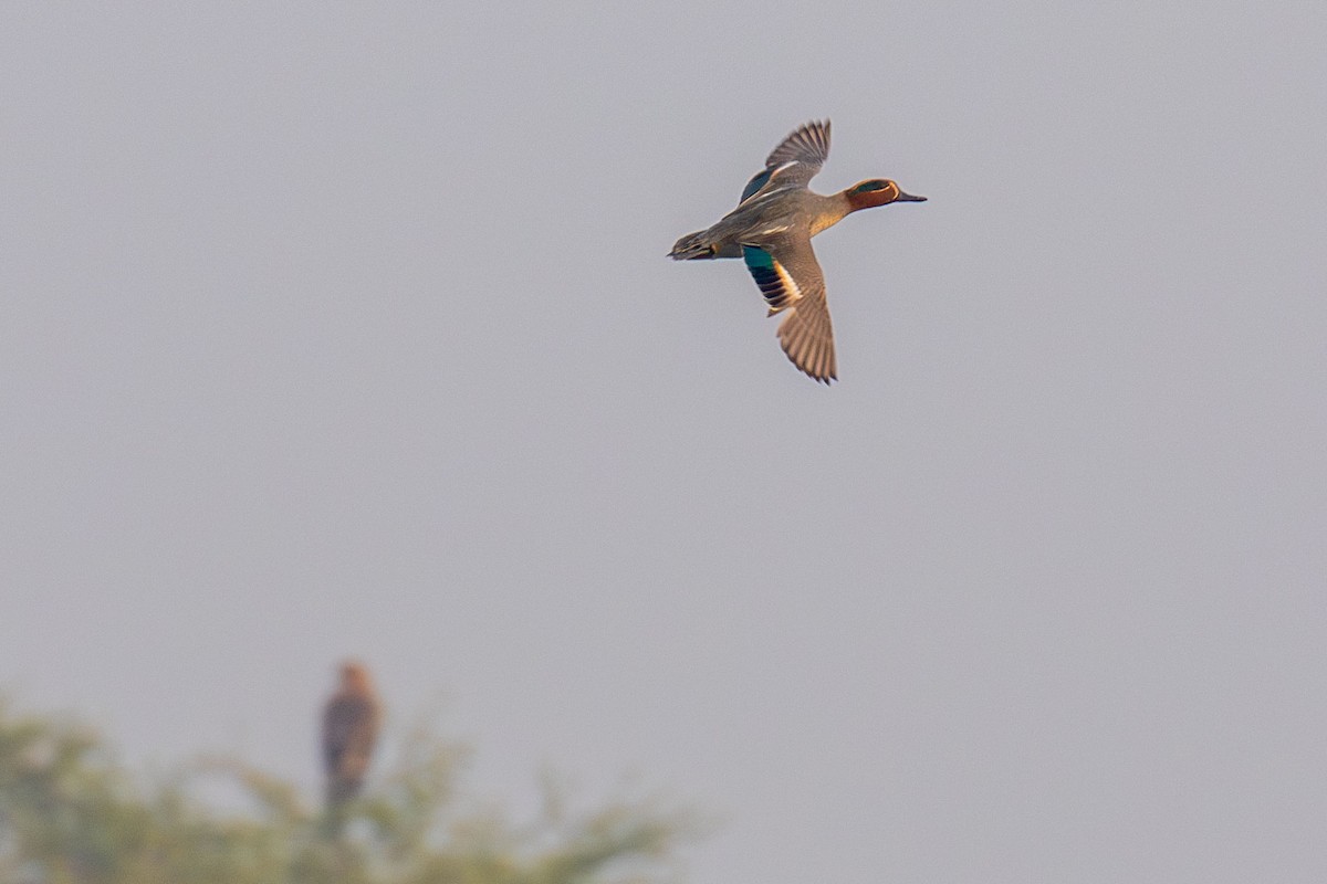 Green-winged Teal - ML641461758