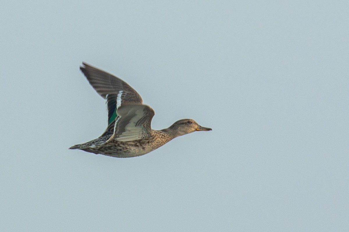Green-winged Teal - ML641461759
