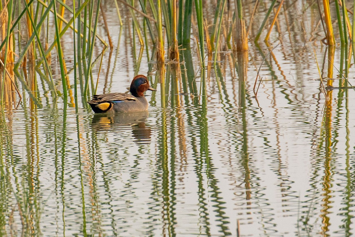 Green-winged Teal - ML641461760