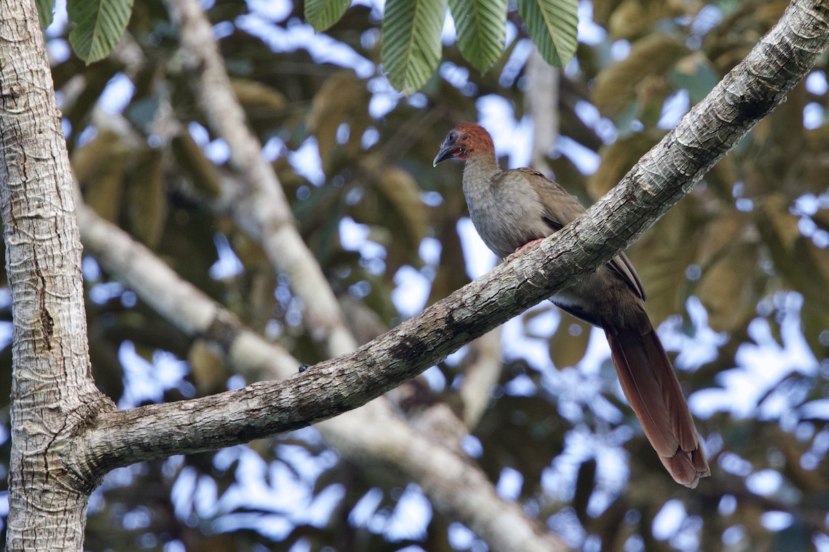 Variable Chachalaca - ML641461762