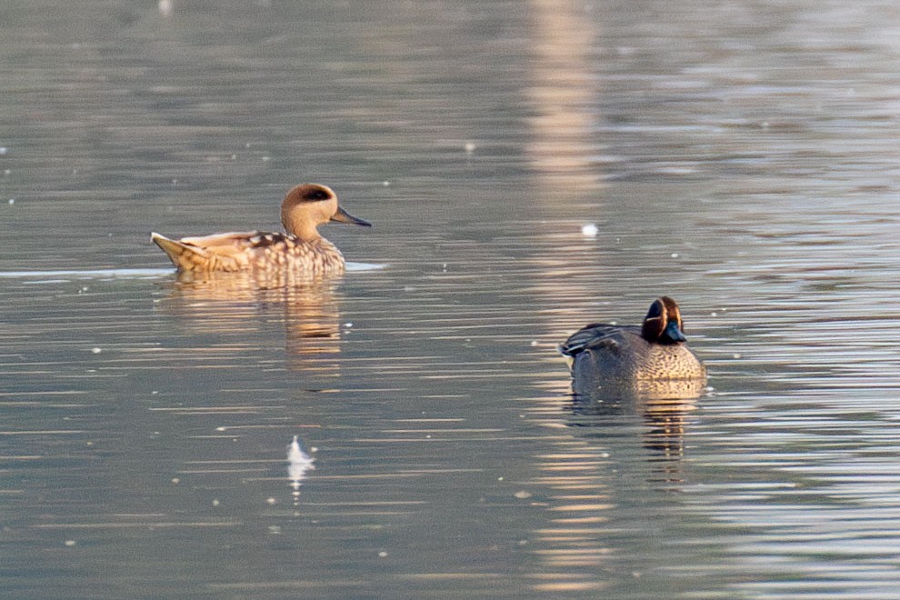 Marbled Duck - ML641461786