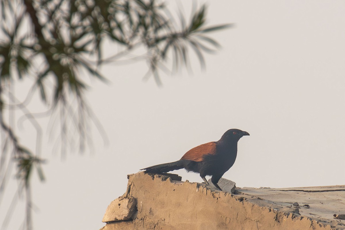 Greater Coucal - ML641461799