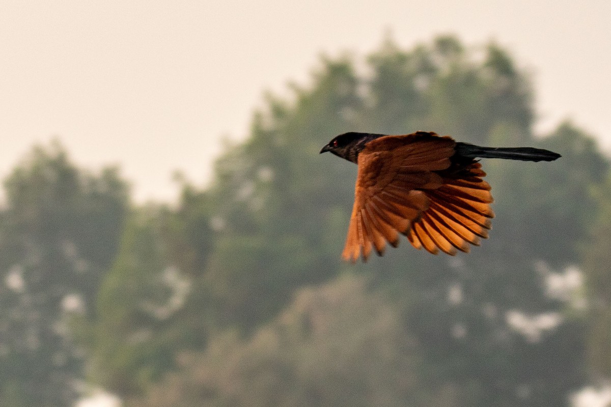 Greater Coucal - ML641461800