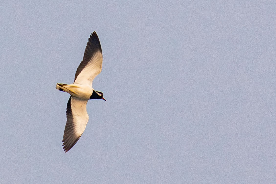 Red-wattled Lapwing - ML641461825