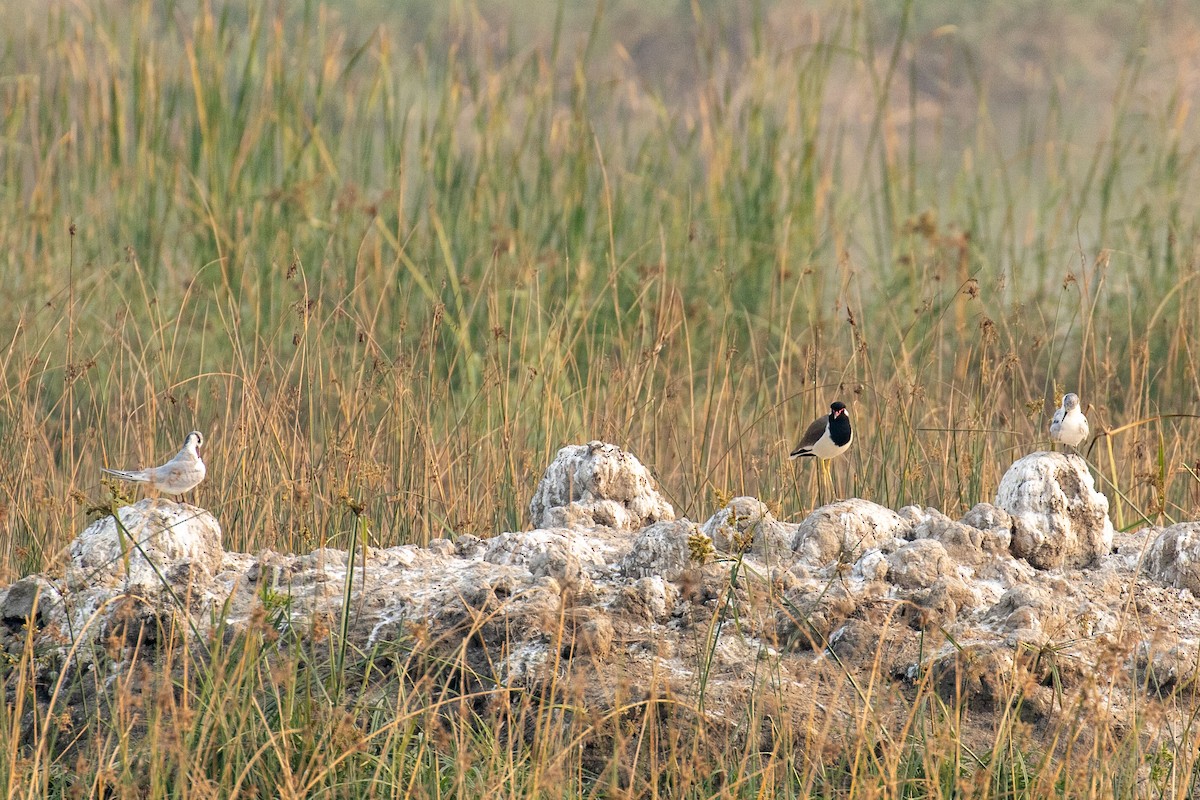 Red-wattled Lapwing - ML641461826