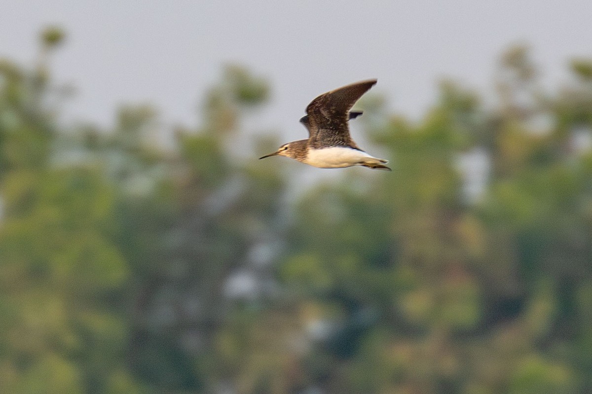 Green Sandpiper - ML641461833