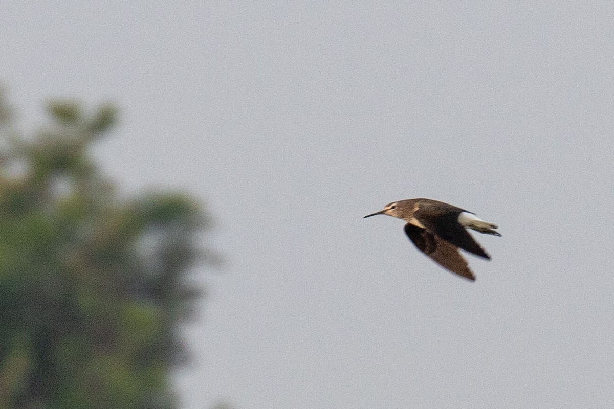 Green Sandpiper - ML641461834