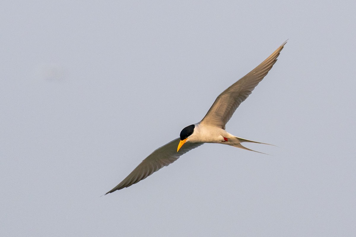 River Tern - ML641461840