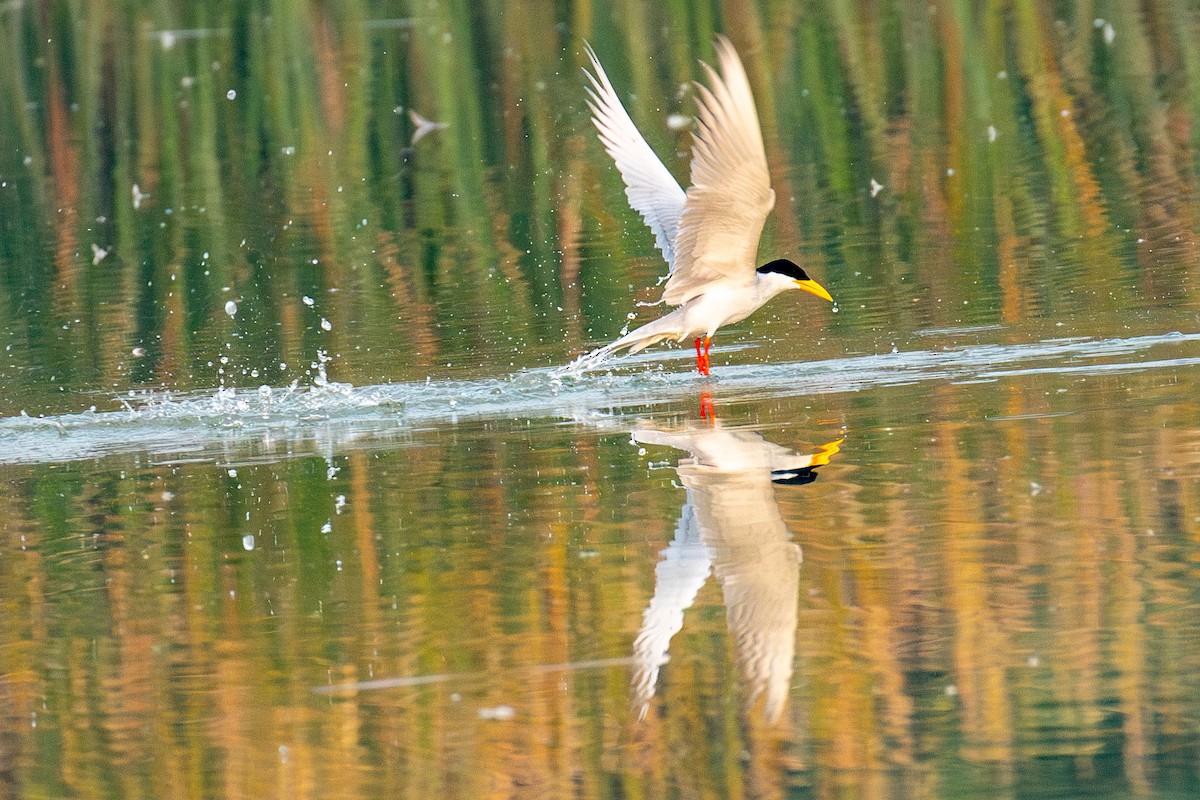 River Tern - ML641461841