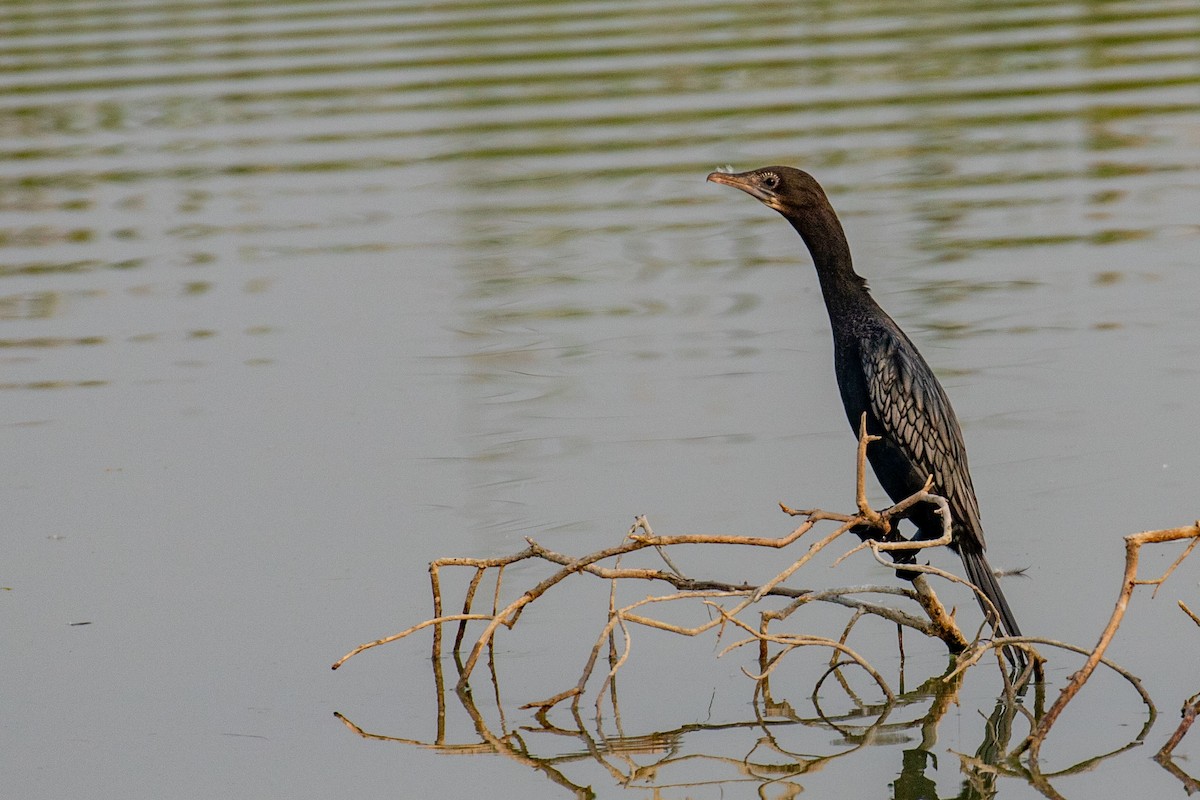Little Cormorant - ML641461876