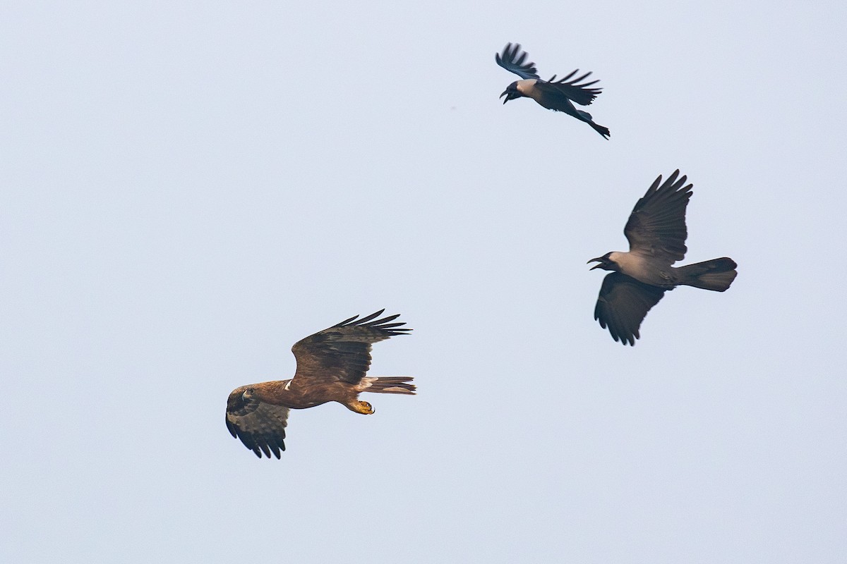 Booted Eagle - ML641461888