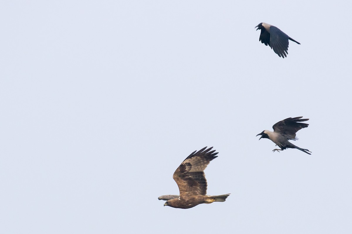 Booted Eagle - ML641461889