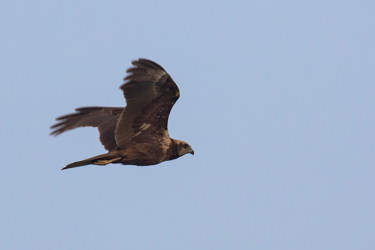 Western Marsh Harrier - ML641461911